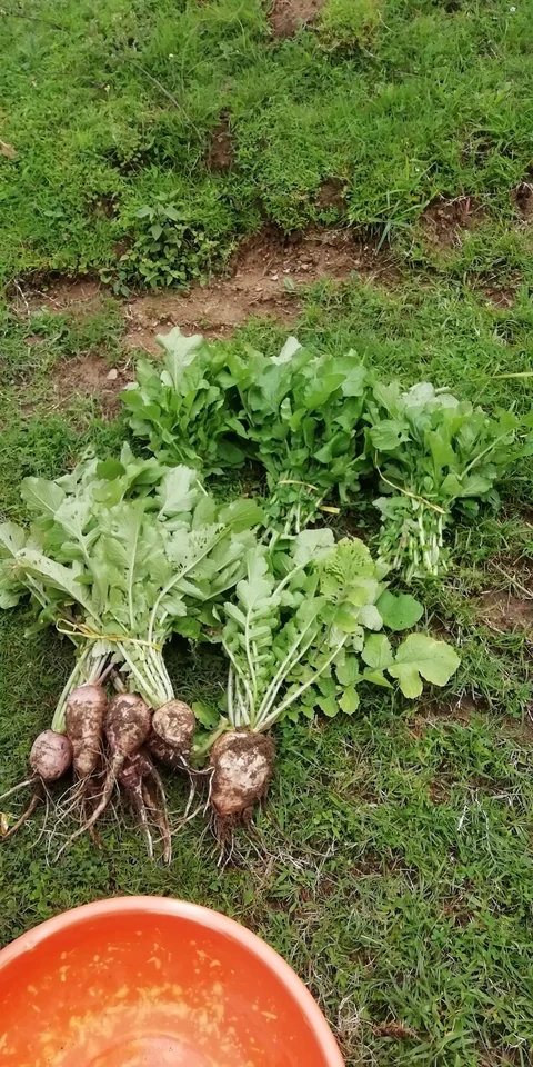 गढ़वाली चित्र