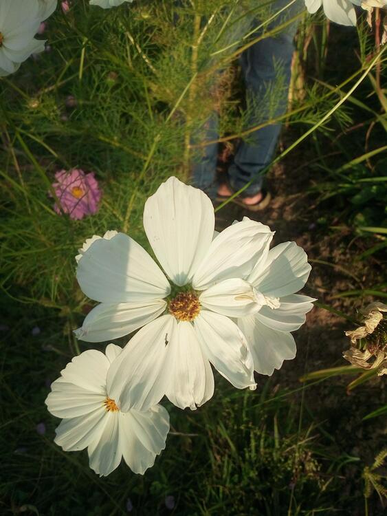 फूल/ Flower 
